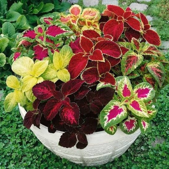 Urban Plants Flower Seeds Coleus Mixed Colors - Foliage Seeds Set of 5 Flower Seeds to Sow in February, March Buy Set of 5 Flower Seeds to Sow in February, March In India