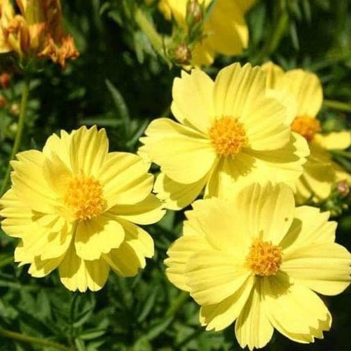 Urban Plants Flower Seeds Cosmos Bright Mixed Flower Seeds Set of 5 Flower Seeds to Sow in February, March Buy Set of 5 Flower Seeds to Sow in February, March In India