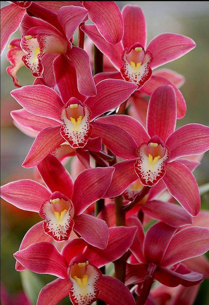 Urban Plants™ Gardening Cymbidium orchid saplings