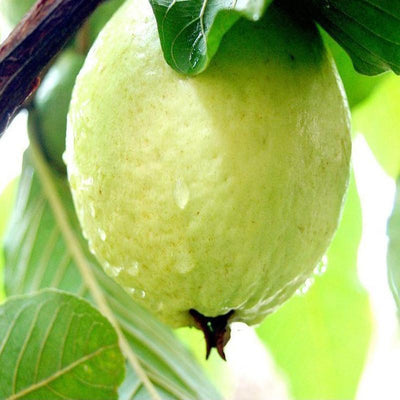 Urban Plants Guava-Lucknow-49(Air Layered Plant) Guava-Lucknow-49(Air Layered Plant) - Fruit Plants & Tree
