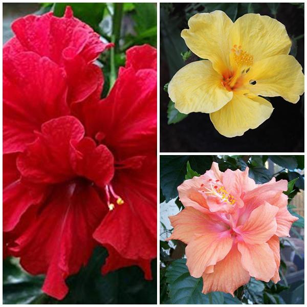 Urban Plants Hibiscus (Pack of 3) - Plant Hibiscus (Pack of 3) - Plant