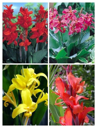 Urban Plants IMP Canna Lily - Set of 4 Buy IMP Canna Lily Flower Bulbs