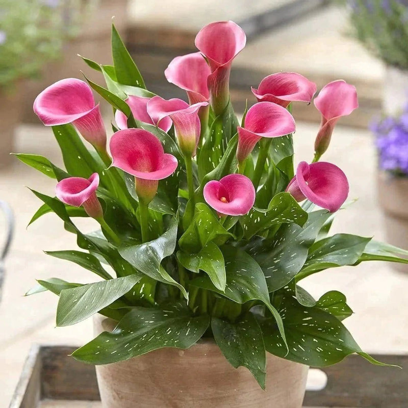 Urban Plants™ Imported calla Lily bulb ( pack of 5)
