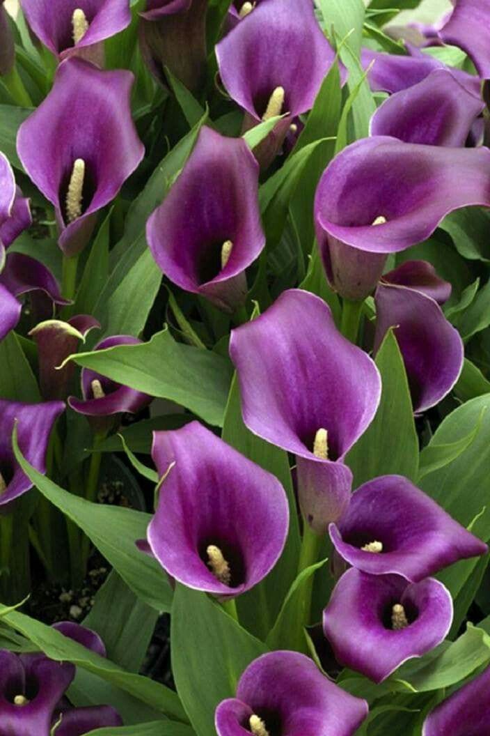 Urban Plants™ Imported calla Lily bulb ( pack of 5)