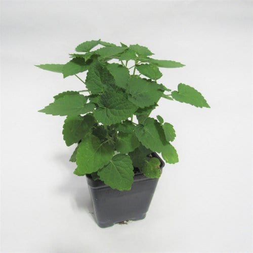 Urban Plants™ Indoor & Outdoor Plants Buy Naagdon Plant with Pot for Gift