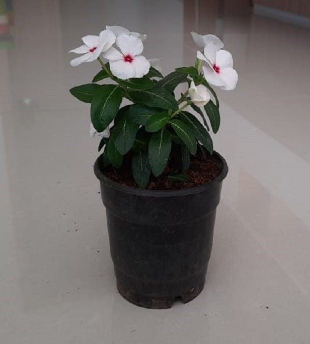 Urban Plants™ Indoor & Outdoor Plants Buy Sadabahar Plant with Pot for Gift Buy Sadabahar Plant with Pot for Gift-Urban plants