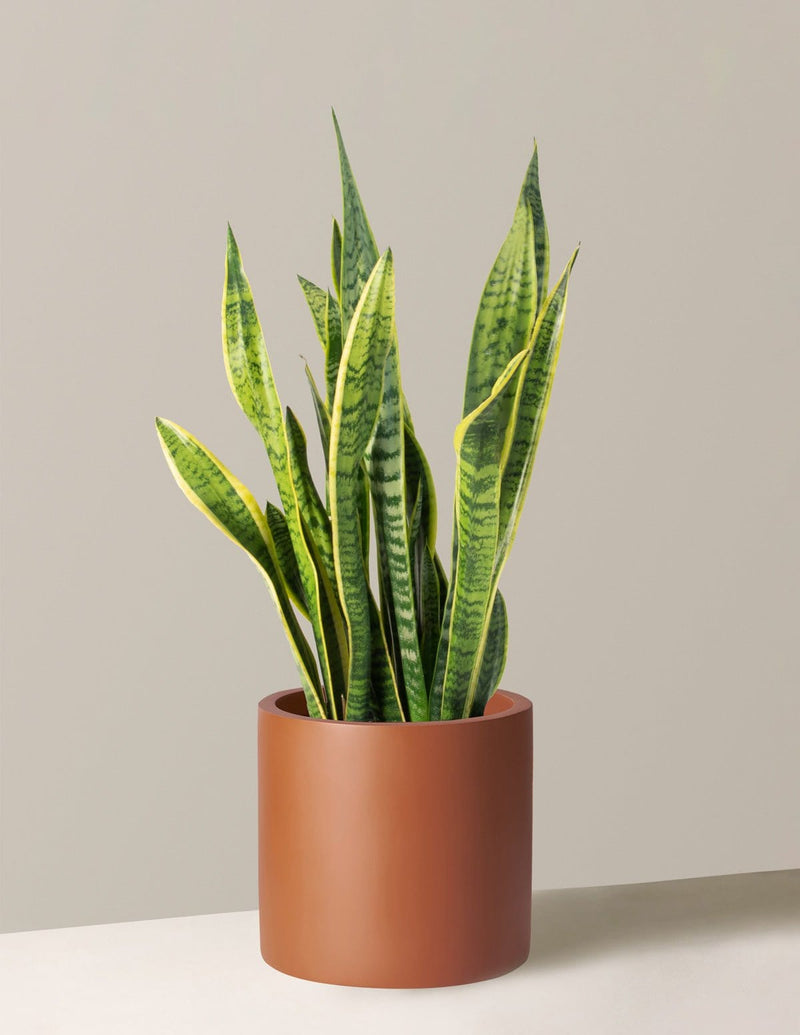 Urban Plants™ Indoor & Outdoor Plants Buy Snake Plant with Pot for Gift
