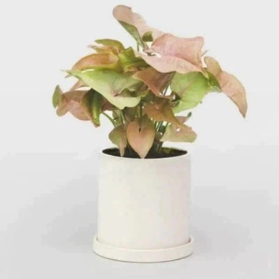 Urban Plants™ Indoor & Outdoor Plants Buy Syngonium Plant with Pot for Gift