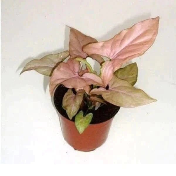 Urban Plants™ Indoor & Outdoor Plants Buy Syngonium Plant with Pot for Gift