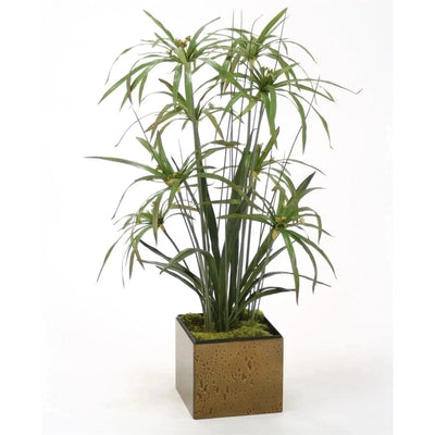 Urban Plants™ Indoor & Outdoor Plants Buy Umbrella Palm Plant with Pot for Gift