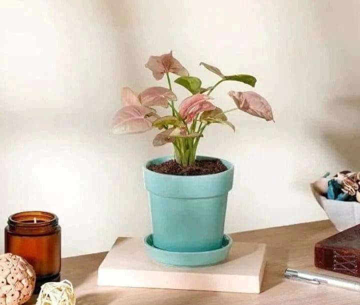 Urban Plants™ Indoor & Outdoor Plants Pink Syngonium plant with Ceramic Pot
