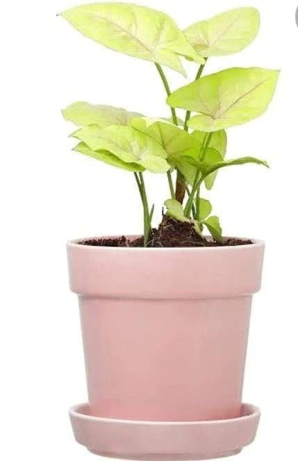 Urban Plants™ Indoor & Outdoor Plants Pink Syngonium plant with Ceramic Pot