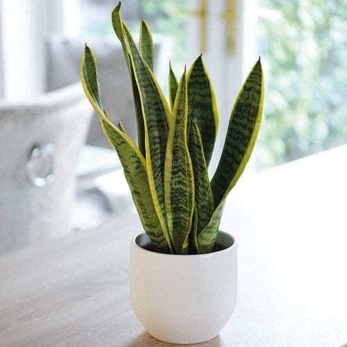 Urban Plants™ Indoor & Outdoor Plants Set of 1 / Ceramic Pot Buy Snake Plant with Pot for Gift