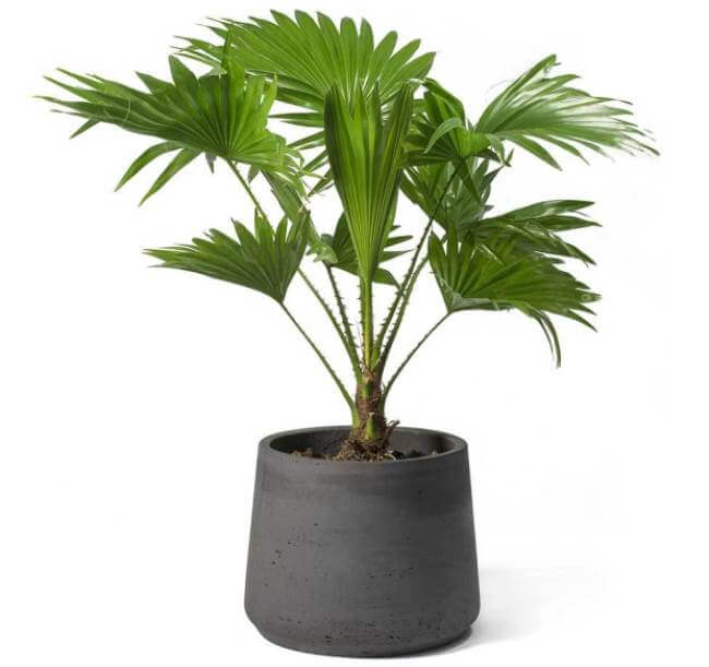Urban Plants™ Indoor & Outdoor Plants Set of 1 / Ceramic Pot Buy Umbrella Palm Plant with Pot for Gift