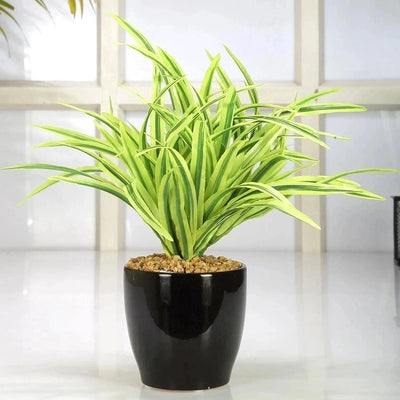Urban Plants™ Indoor & Outdoor Plants Set of 1 / Plastic Pot Buy Dracaena Plant with Pot for Gift