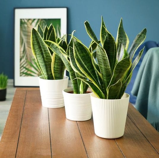 Urban Plants™ Indoor & Outdoor Plants Set of 1 / Plastic Pot Buy Snake Plant with Pot for Gift