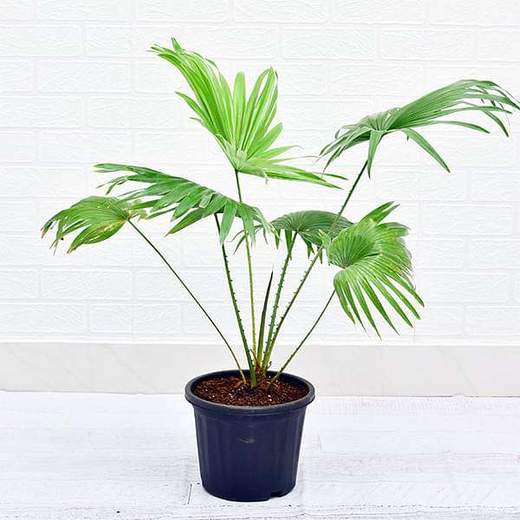 Urban Plants™ Indoor & Outdoor Plants Set of 1 / Plastic Pot Buy Umbrella Palm Plant with Pot for Gift