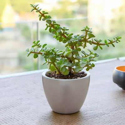 Urban Plants Jade Mini Plant Buy Jade Plant Buy Jade Plant Online 