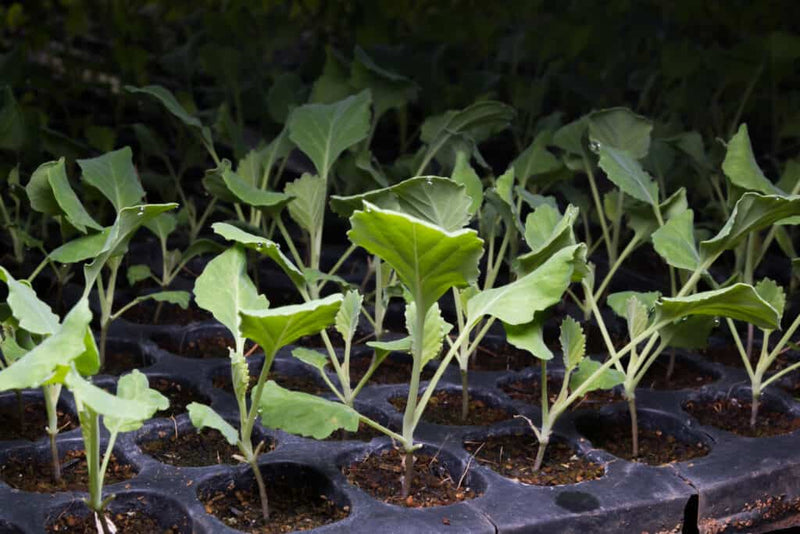 Urban Plants Kale seed Kale seed-Urban Plants