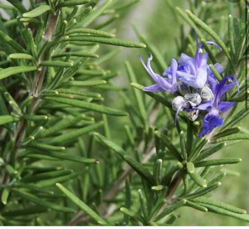 Urban Plants Medicinal Plants Rosemary Plant Seeds (Pack of 20 Seeds) Buy Rosemary Plant Online In Hyderabad 