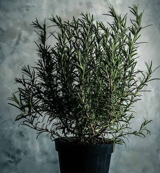 Urban Plants Medicinal Plants Rosemary Plant Seeds (Pack of 20 Seeds) Buy Rosemary Plant Online In Hyderabad 