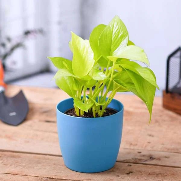 Urban Plants™ Money Plant with Plastic Pot for Gifting