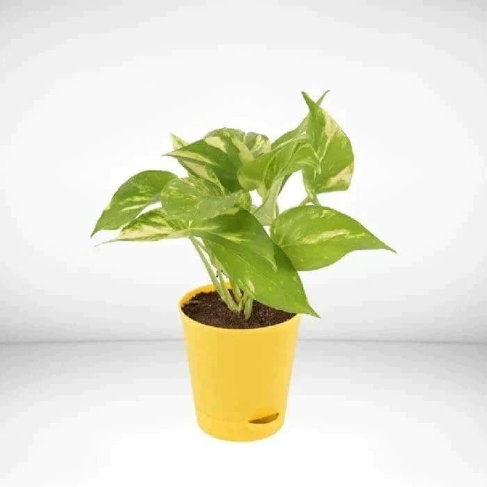 Urban Plants™ Money Plant with Plastic Pot for Gifting