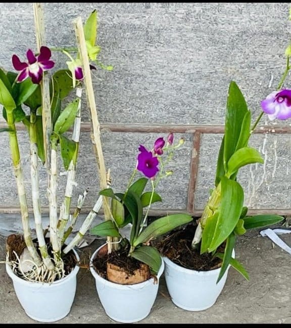 Urban Plants Nursery Dendrobium Orchid plant in 5 Different color