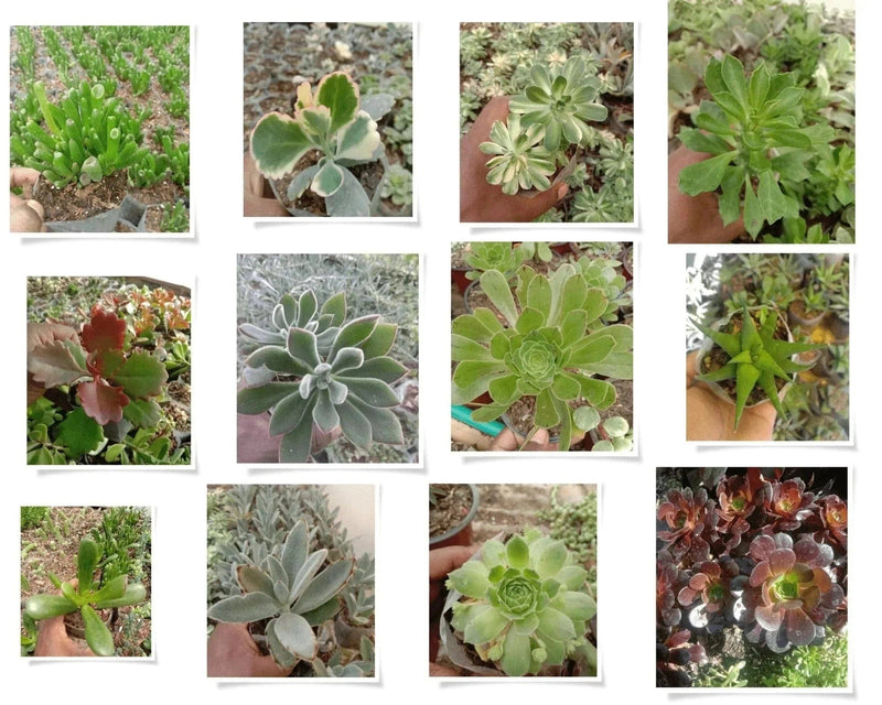Urban Plants Pack of 12 beautiful succulents