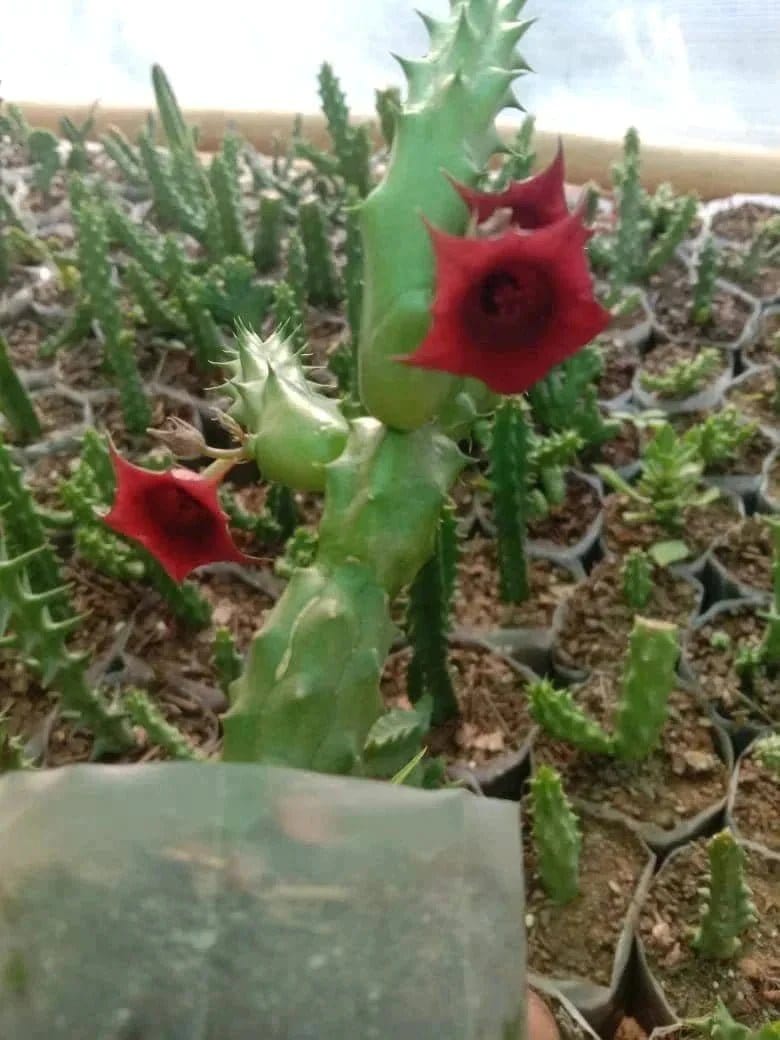 Urban Plants Pack of 5 beautiful cactus