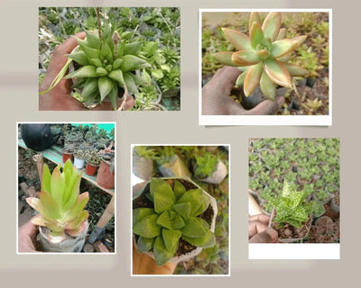 Urban Plants Pack of 5 beautiful succulents