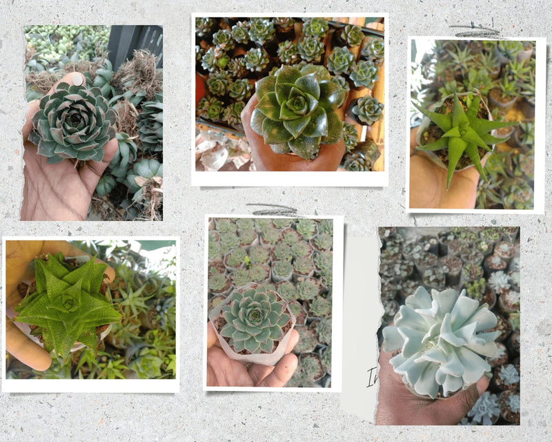 Urban Plants™ Pack of 6 beautiful succulents