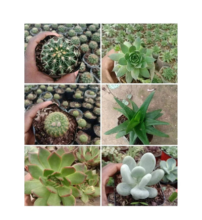 Urban Plants Pack of 6( cacti and succulents )
