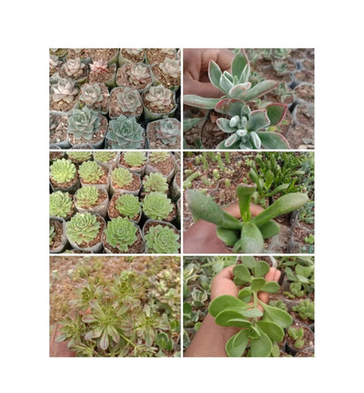Pack-of-6-exotic-succulents-Urban-Plants
