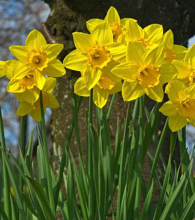 Plant-&-Flower-Bulbs-2.5 - 3.0-inch-Buy-Daffodil-Flower-Bulbs-(Set of 2)-Buy-Daffodil-Flower-bulbs-(Set of two bulbs)-Urban-Plants