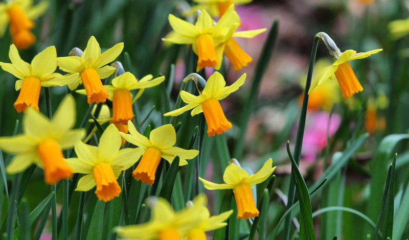 Urban Plants™ Plant & Flower Bulbs 2.5 - 3.0 inch Buy Daffodil Flower Bulbs (Set of 2) Buy Daffodil Flower bulbs  (Set of two bulbs)