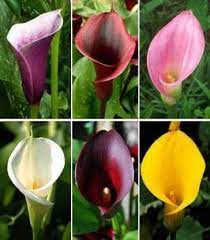 Urban Plants Plant & Flower Bulbs Buy Calla Lily Mix Flower Bulbs