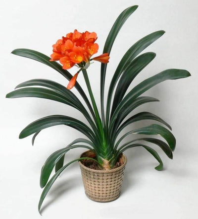 Plant-&-Flower-Bulbs-Buy-Clivia-Orange-Bulbs-Urban-Plants