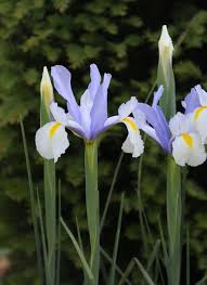  Plant-Flower-Bulbs-Buy-Dutch-Iris-Mix-Flower-Bulbs-Urban-Plants