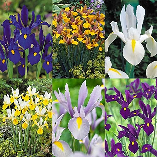 Plant-Flower-Bulbs-Buy-Dutch-Iris-Mix-Flower-Bulbs-Urban-Plants