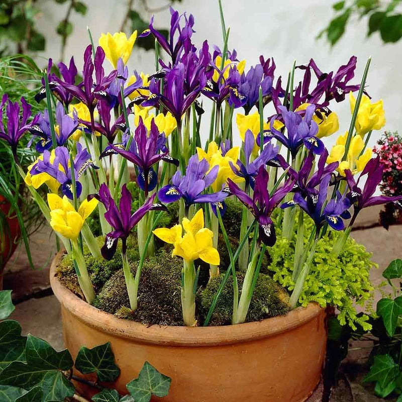 Plant-Flower-Bulbs-Buy-Dutch-Iris-Mix-Flower-Bulbs-Urban-Plants