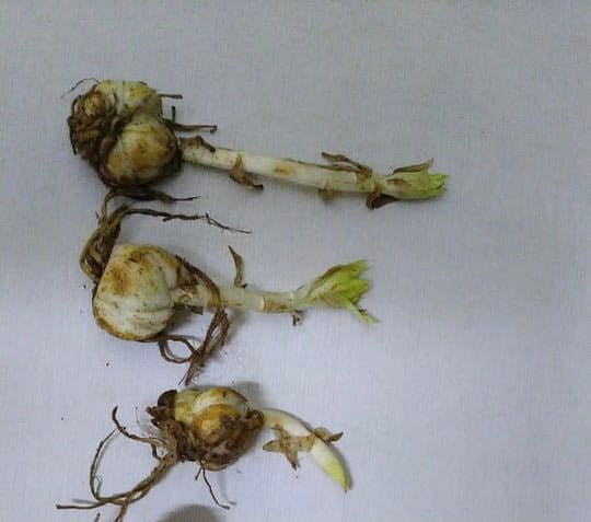 Urban Plants Plant & Flower Bulbs Buy Oriental Lily Bulbs (Set of 3) Oriental Flower Lily Bulbs - Urban Plants