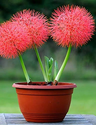 Urban Plants Plant & Flower Bulbs Buy Red Football Lily Flower Bulbs Buy Red Football Lily Flower Bulbs Online 