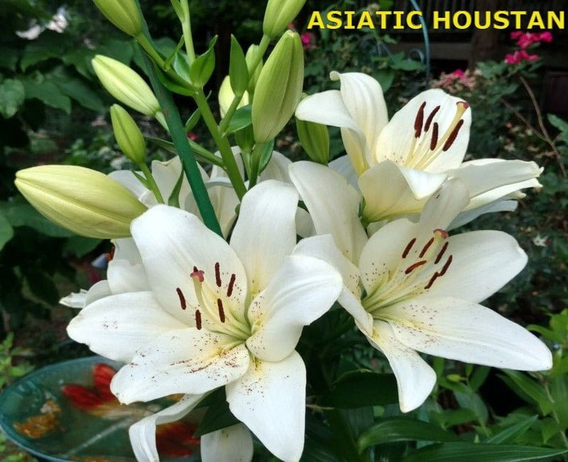 Urban Plants Plant & Flower Bulbs Imported Asiatic Lily Flower Bulb (in bulk)