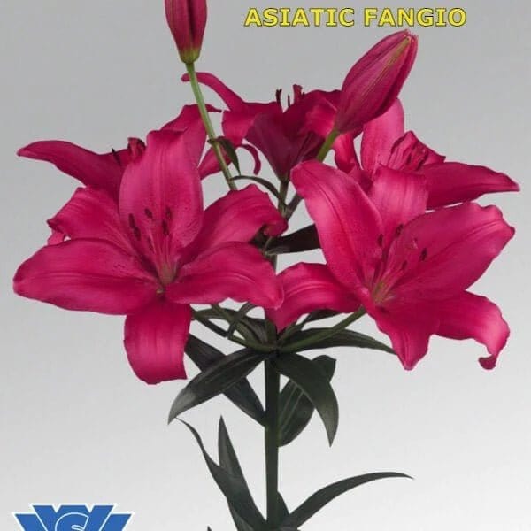 Urban Plants Plant & Flower Bulbs Imported Asiatic Lily Flower Bulb (in bulk)