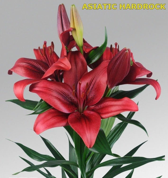 Urban Plants Plant & Flower Bulbs Imported Asiatic Lily Flower Bulb (in bulk)