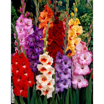 Urban Plants Plant & Flower Bulbs Imported Gladiolus flower Bulb