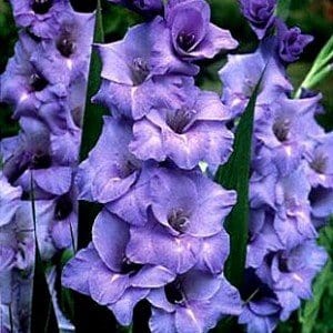 Urban Plants Plant & Flower Bulbs Set of 50 / Blue tropic Imported Gladiolus flower Bulb