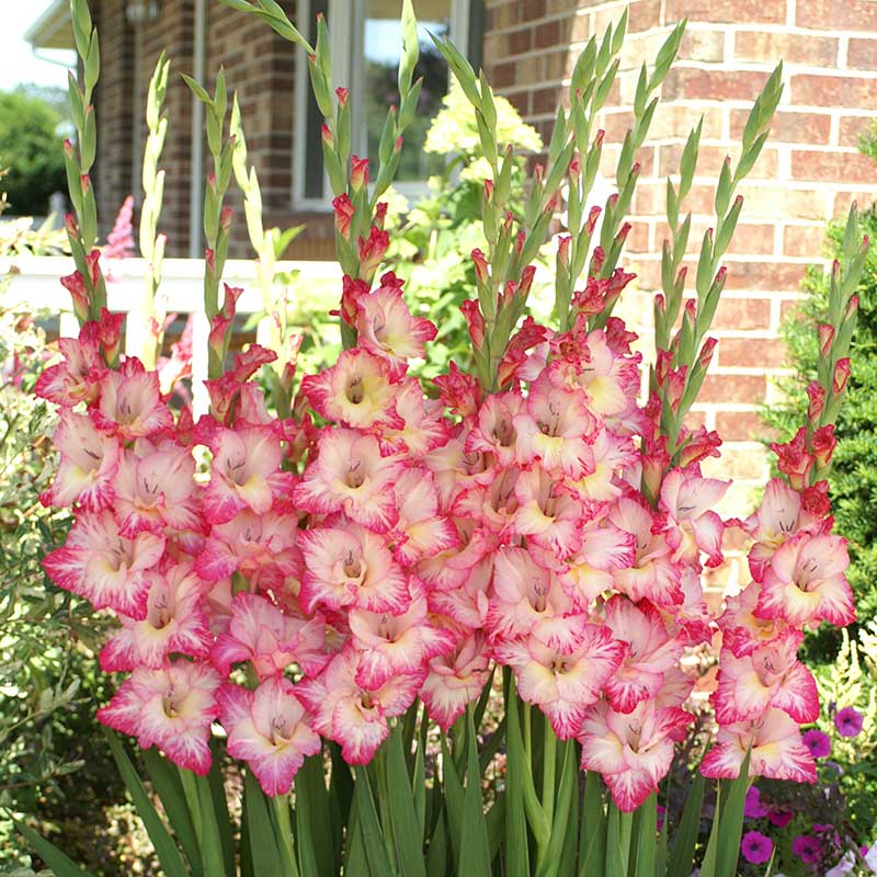 Urban Plants Plant & Flower Bulbs Set of 50 / Pricilla Imported Gladiolus flower Bulb