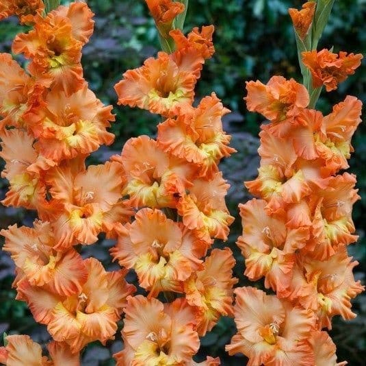 Urban Plants Plant & Flower Bulbs Set of 50 / Princess frizzle Imported Gladiolus flower Bulb
